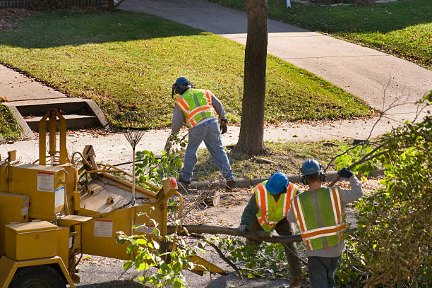 Best Tree Risk Assessment  in Glenwood, IL